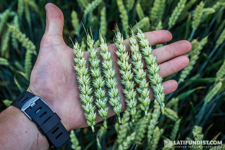 Пшеница с поля Agromino